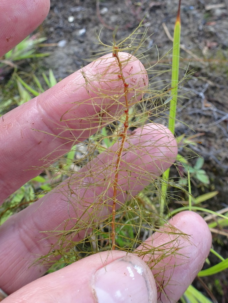 Low Watermilfoil photo 4