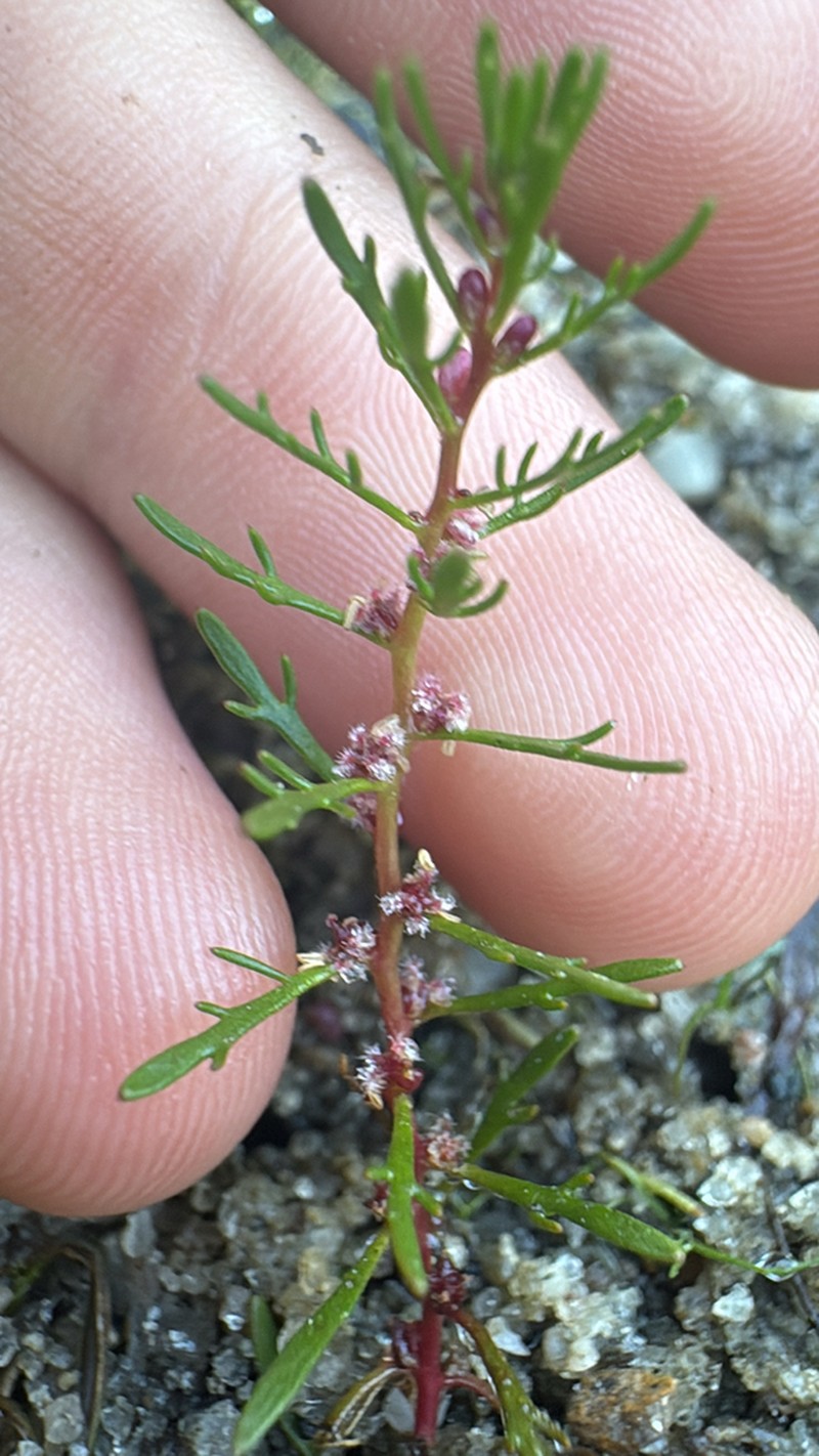 Low Watermilfoil photo 5