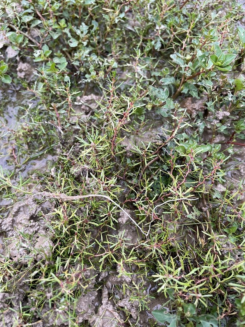 Low Watermilfoil photo 6