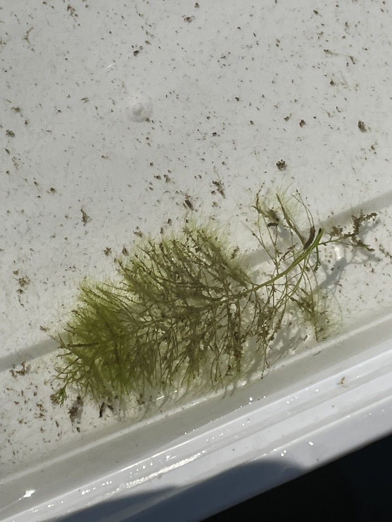 Low Watermilfoil photo 7
