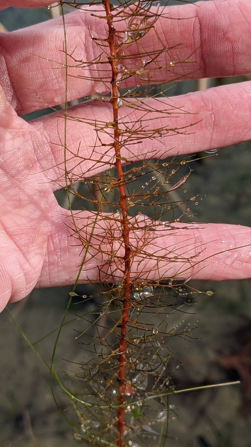 Low Watermilfoil photo 8