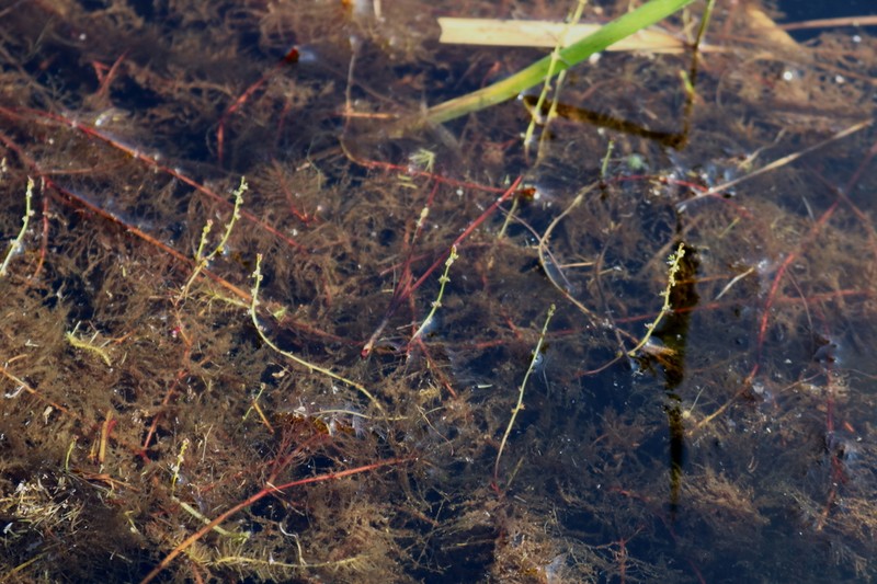 Loose Watermilfoil