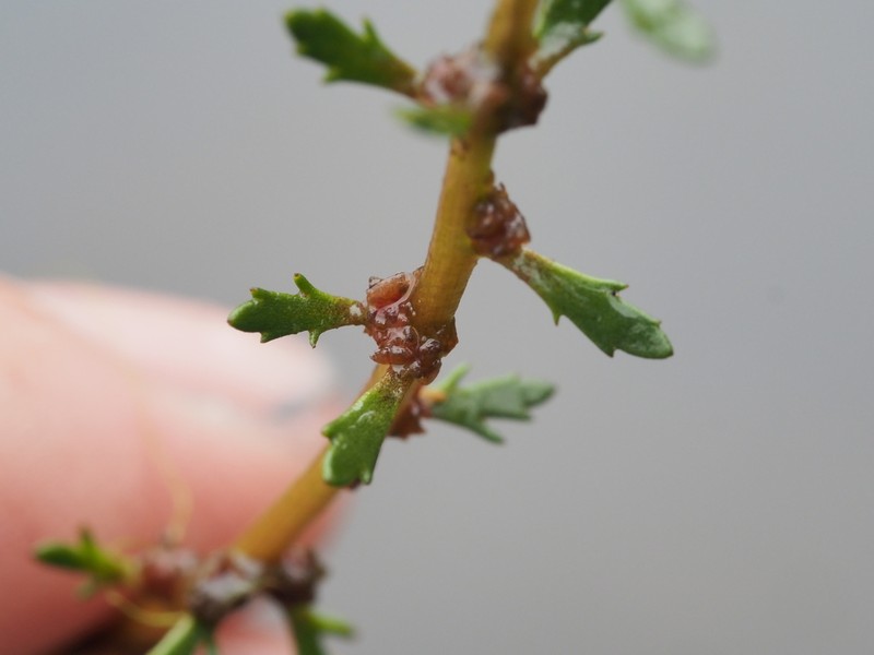 Loose Watermilfoil photo 2