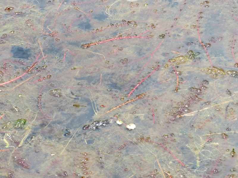 Loose Watermilfoil photo 4