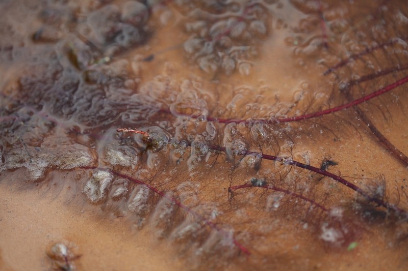 Loose Watermilfoil photo 5