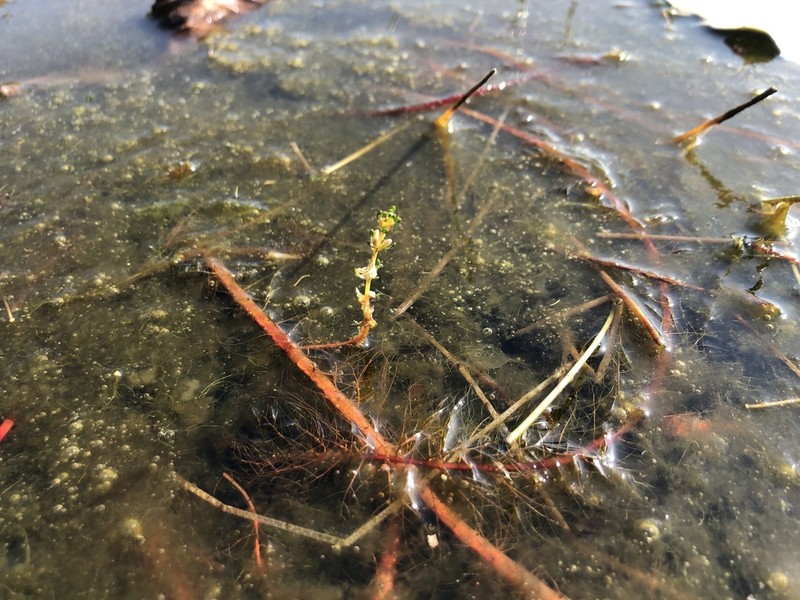 Loose Watermilfoil photo 6