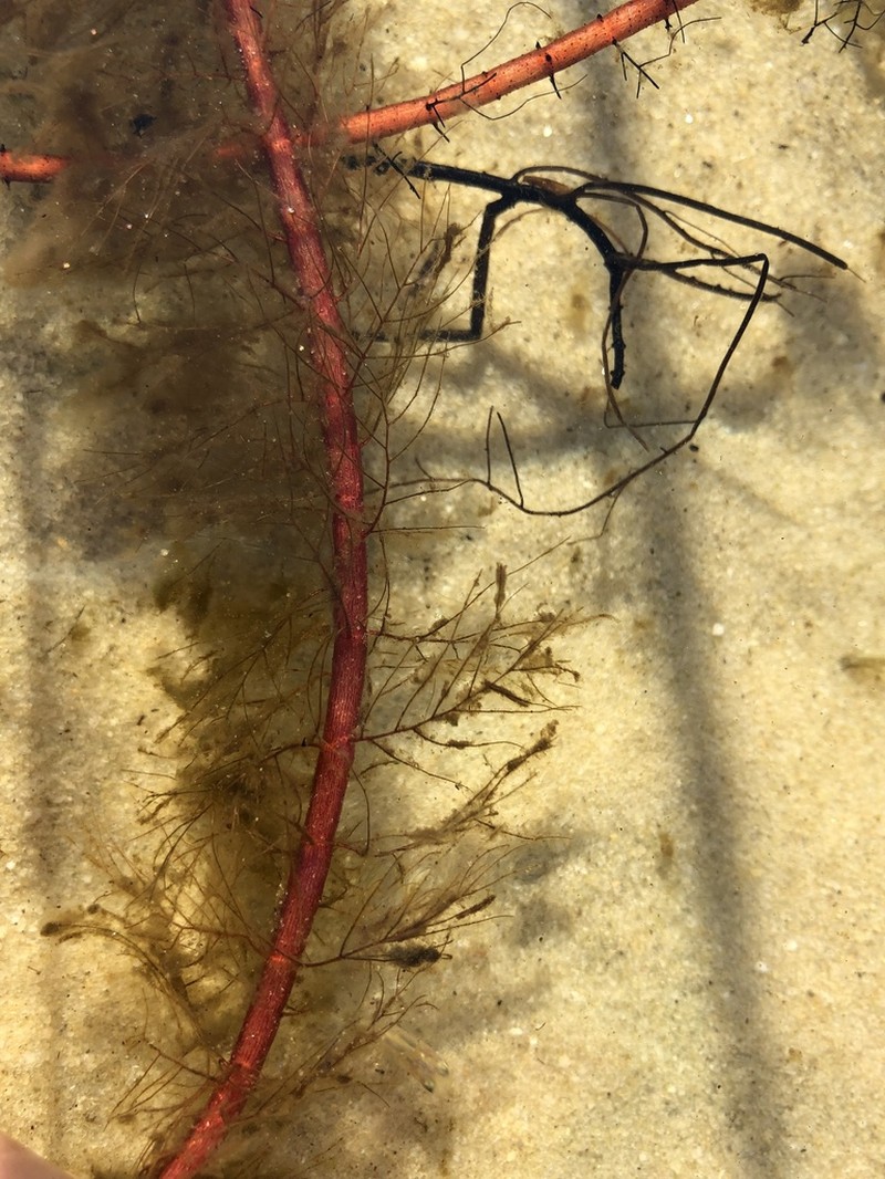 Loose Watermilfoil photo 7