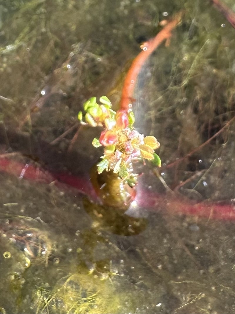 Loose Watermilfoil photo 8