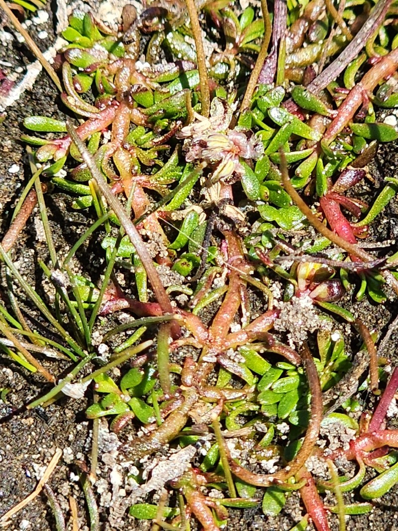Myriophyllum pedunculatum subsp. pedunculatum