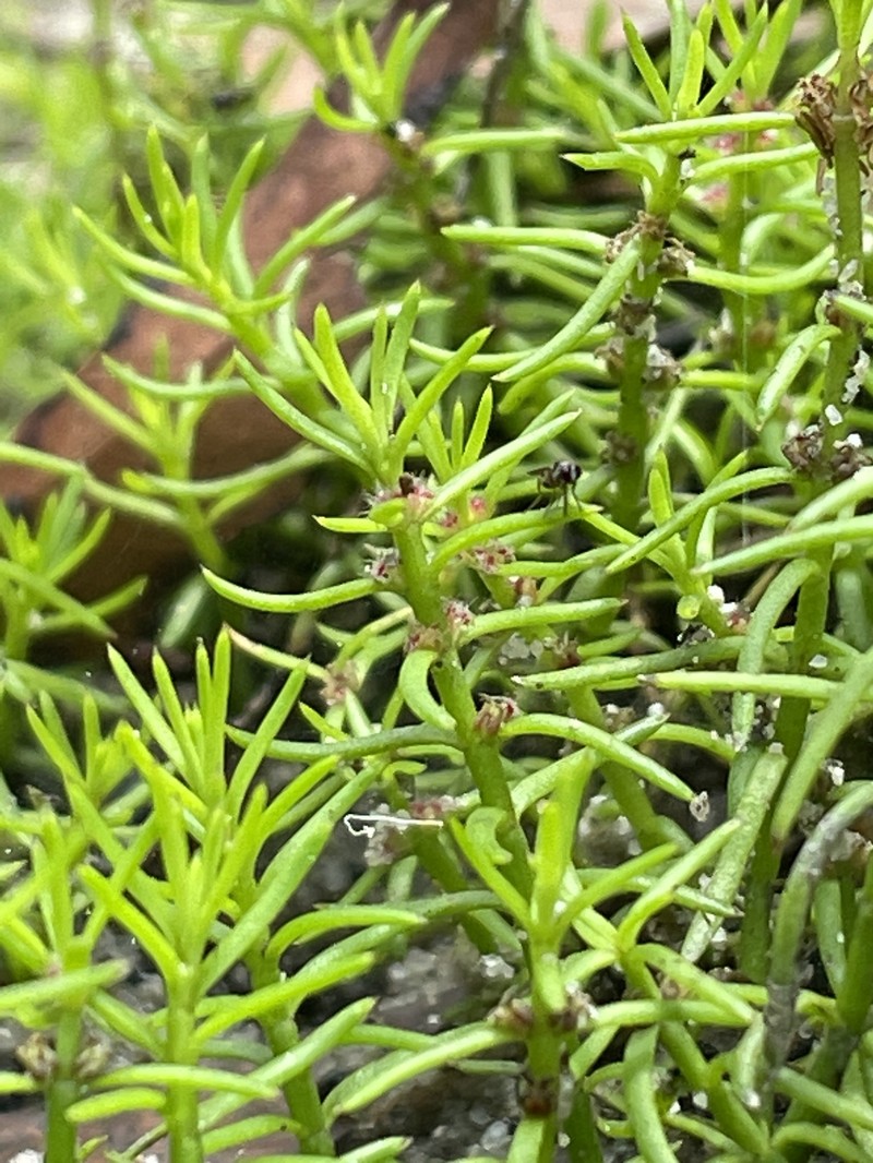 Myriophyllum pedunculatum subsp. pedunculatum photo 2