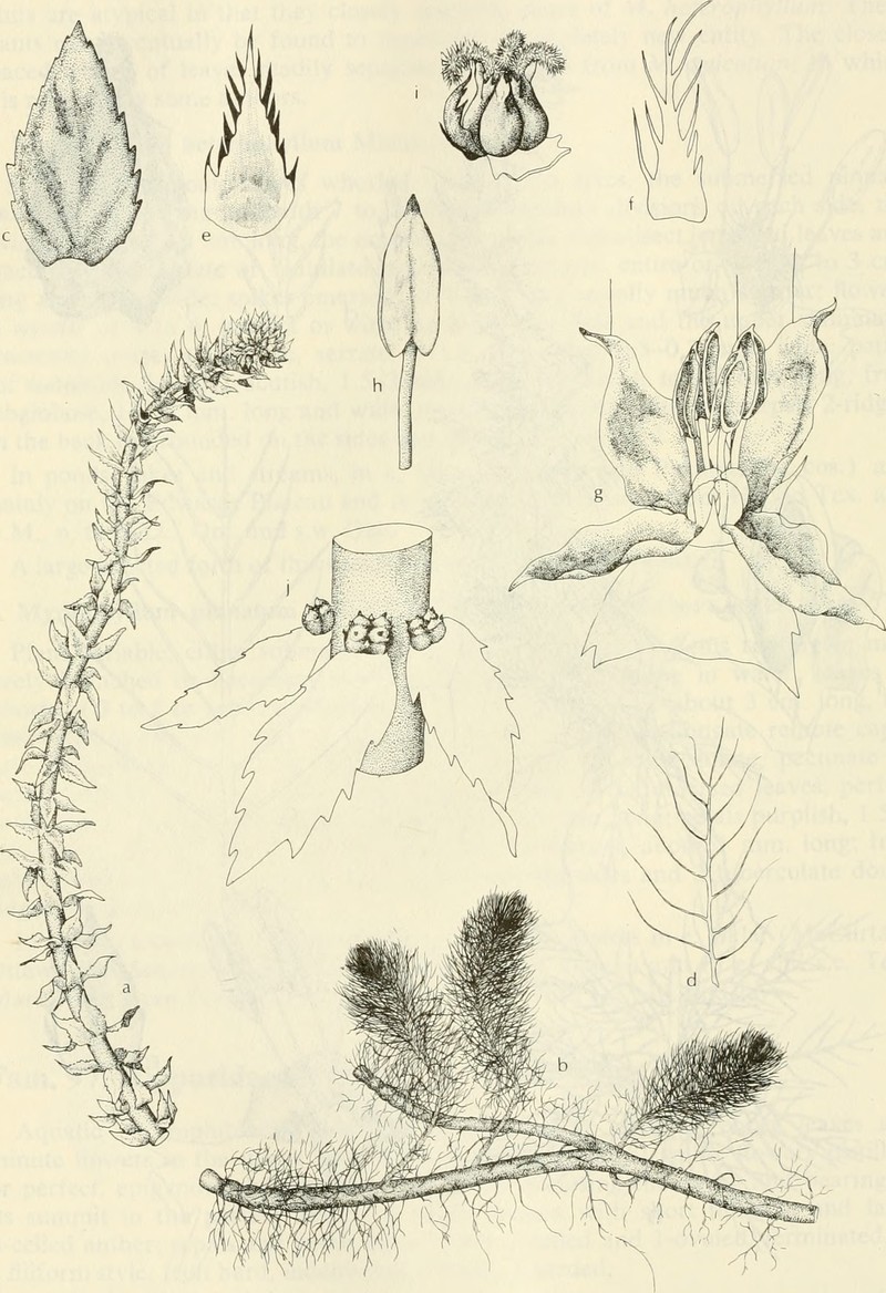 Cutleaf Watermilfoil photo 2