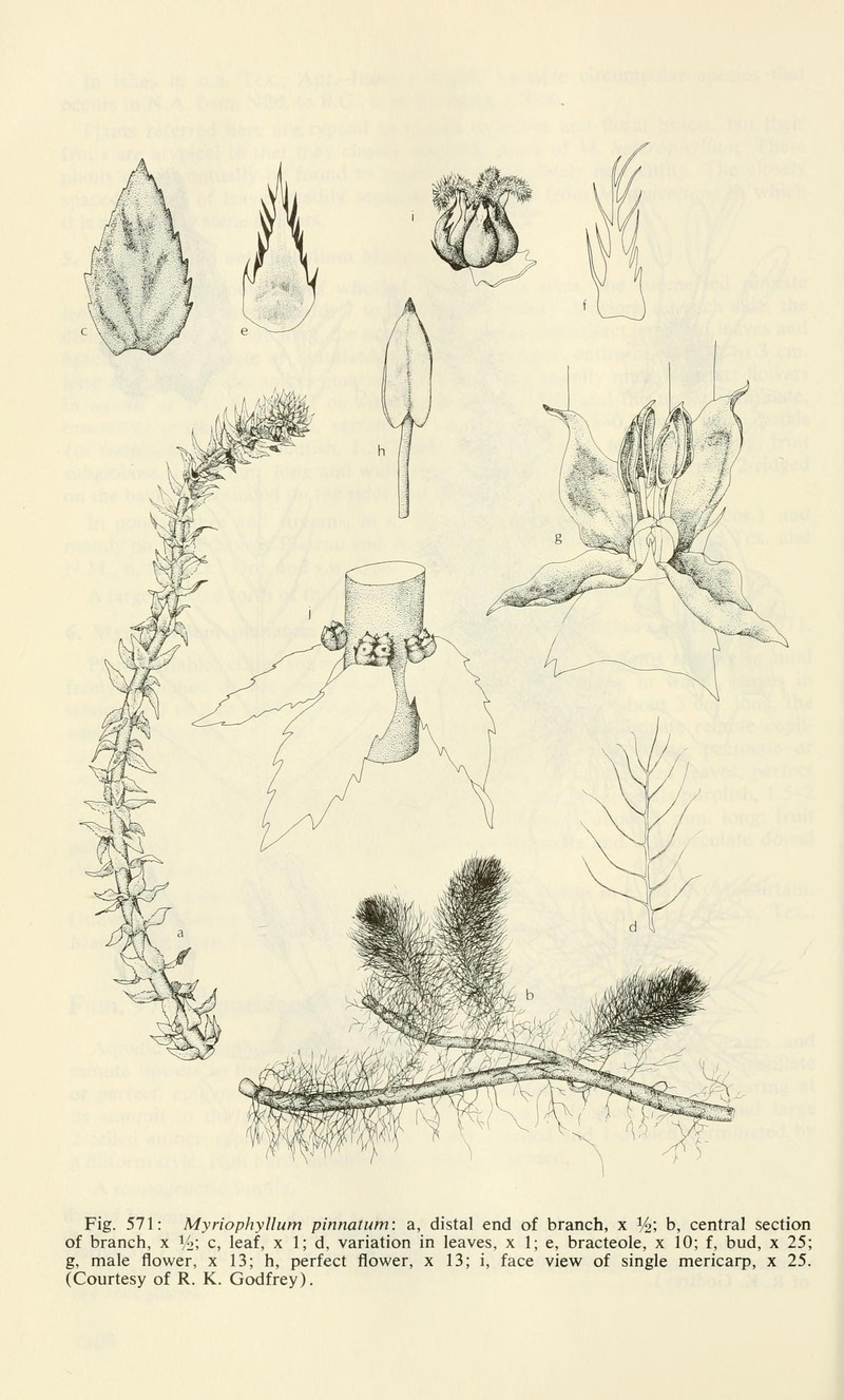 Cutleaf Watermilfoil photo 3