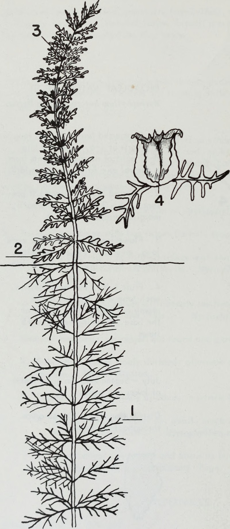 Cutleaf Watermilfoil photo 4