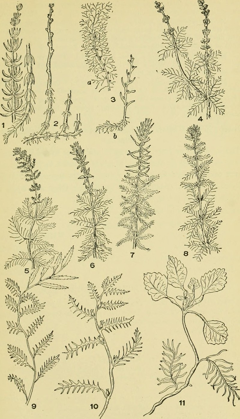 Cutleaf Watermilfoil photo 5
