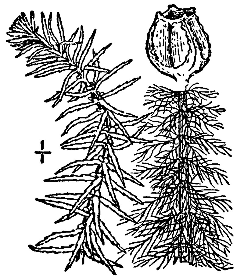 Cutleaf Watermilfoil