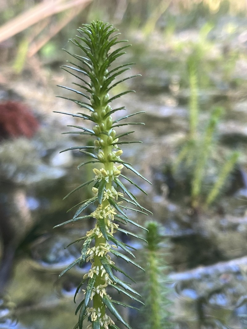 Cutleaf Watermilfoil photo 3