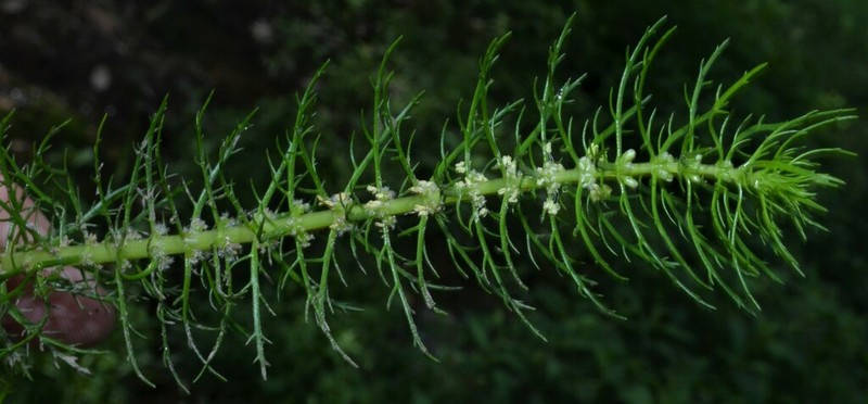 Cutleaf Watermilfoil photo 4