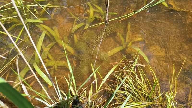 Cutleaf Watermilfoil photo 5