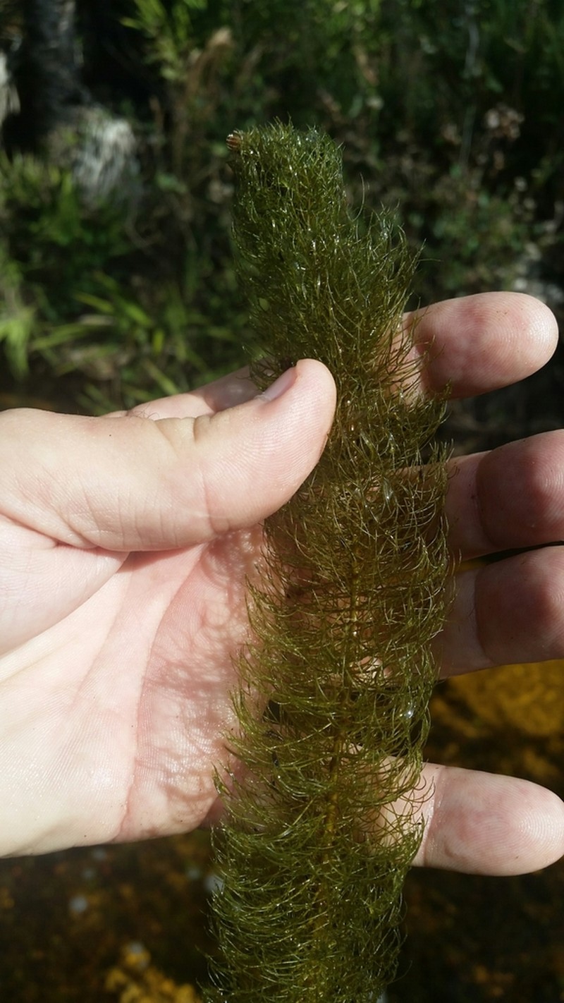 Cutleaf Watermilfoil photo 6