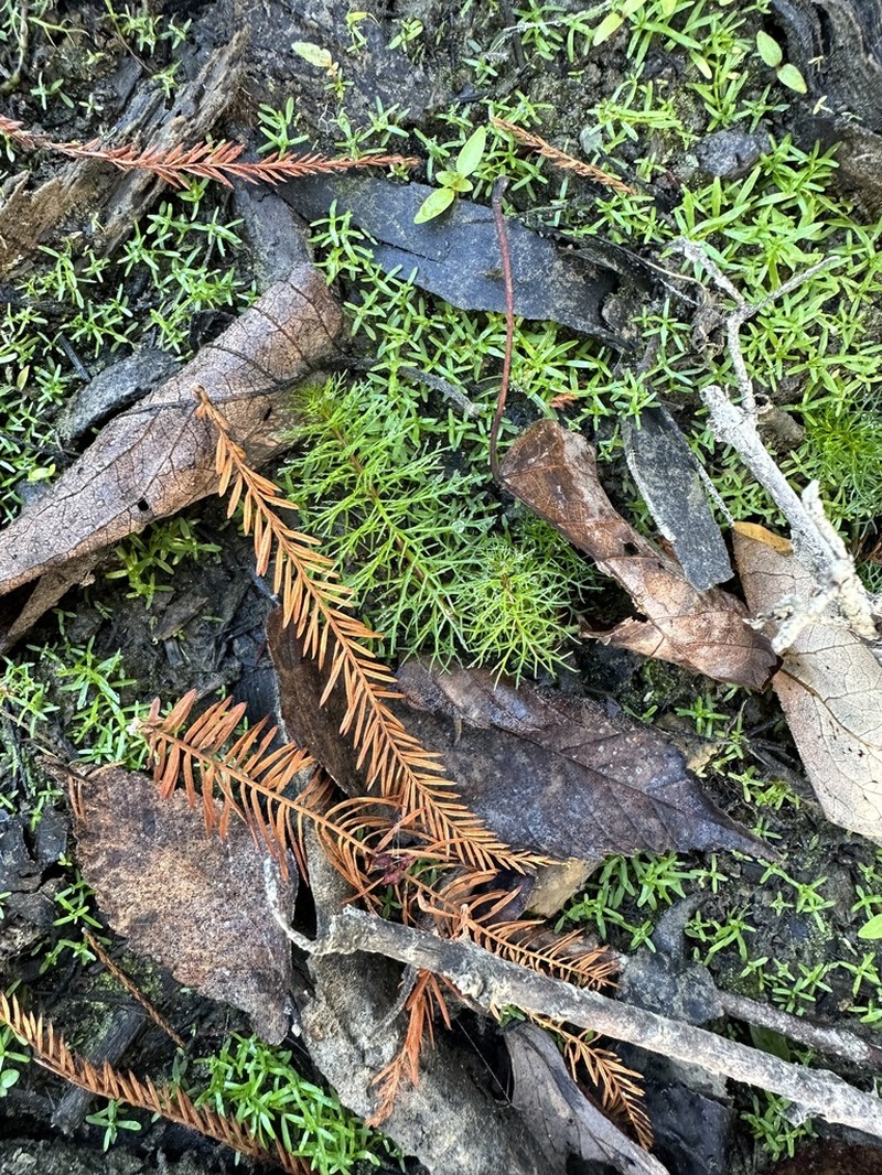 Cutleaf Watermilfoil photo 7
