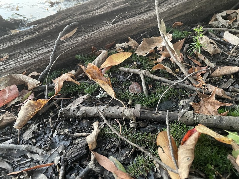 Cutleaf Watermilfoil photo 8