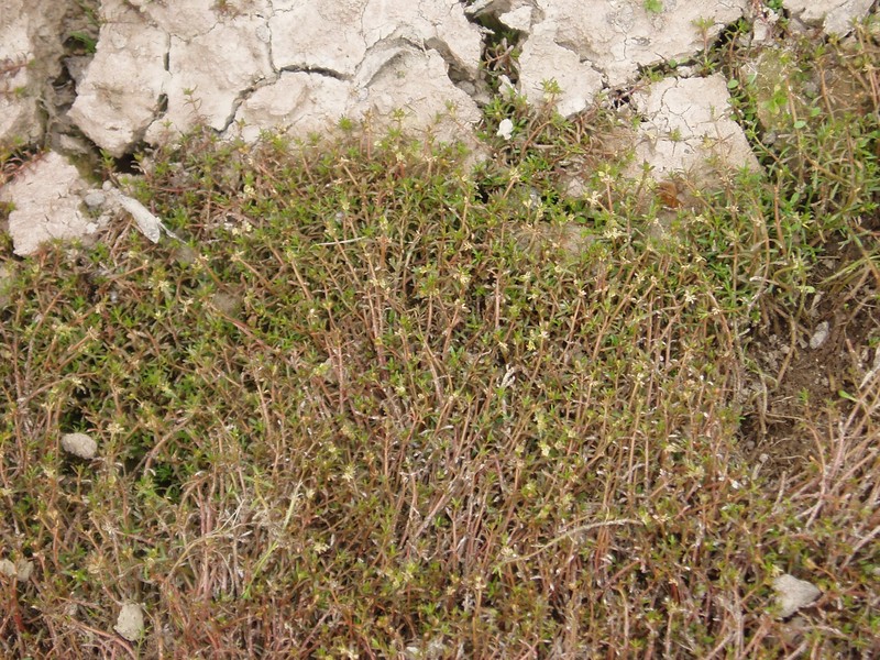 Andean Watermilfoil photo 2