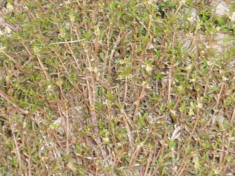 Andean Watermilfoil photo 3