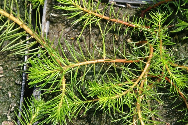 Andean Watermilfoil photo 4