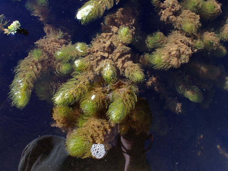 Andean Watermilfoil photo 2