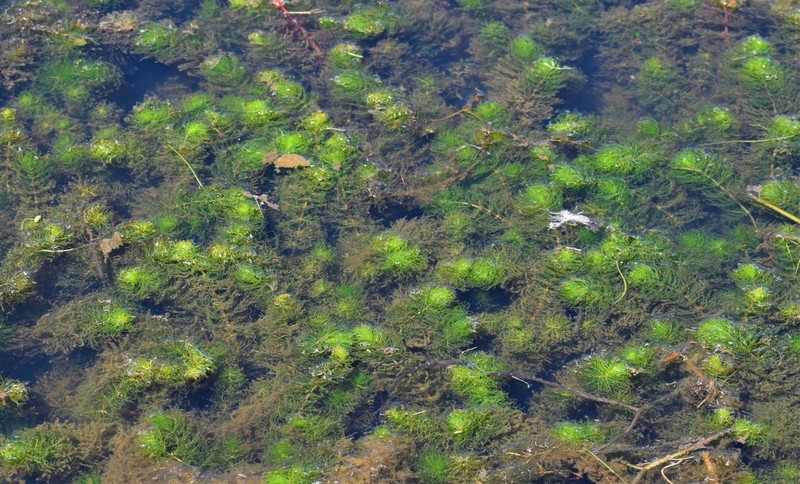 Andean Watermilfoil photo 3