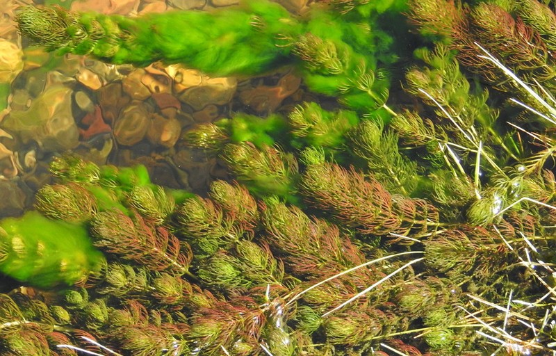 Andean Watermilfoil photo 4