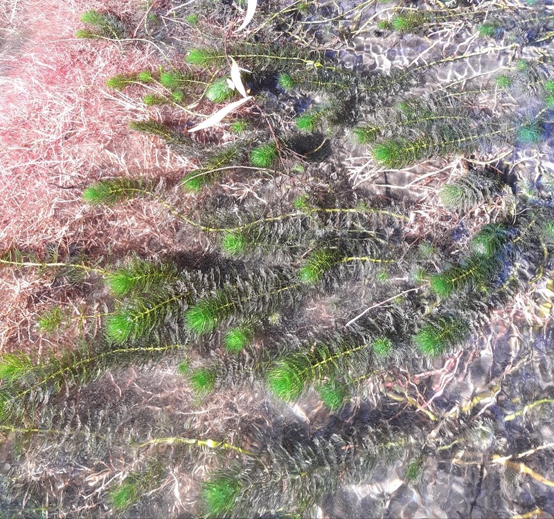 Andean Watermilfoil photo 5