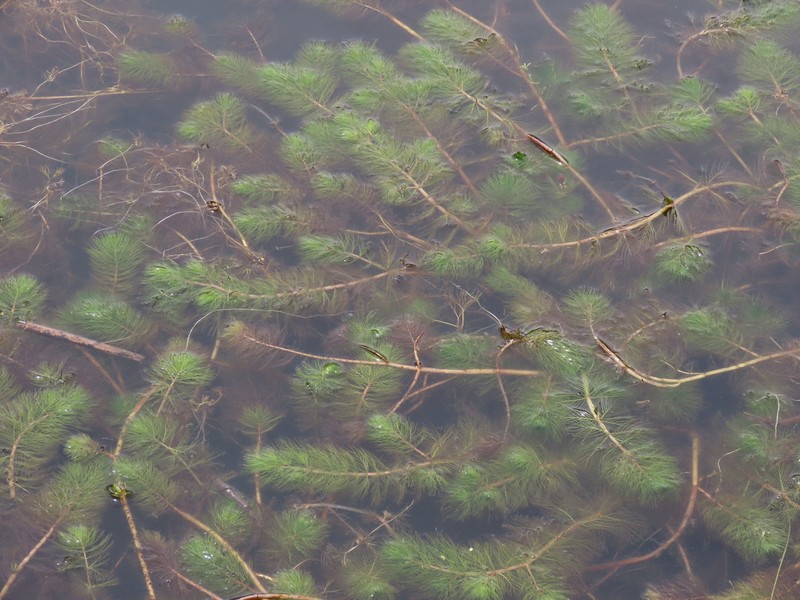 Andean Watermilfoil photo 6