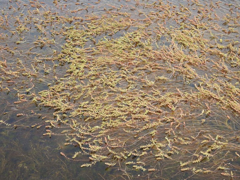 Andean Watermilfoil photo 7