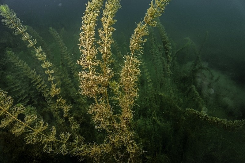 Andean Watermilfoil photo 8