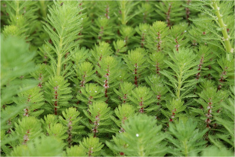 Myriophyllum rubricaule