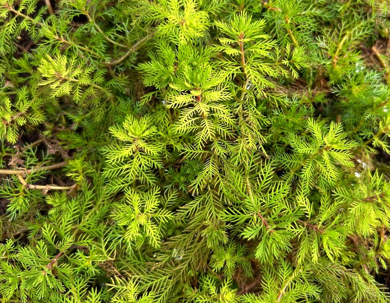 Myriophyllum rubricaule photo 2