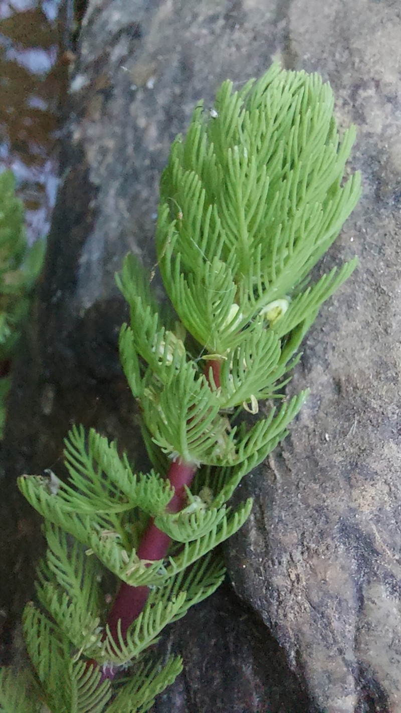 Myriophyllum rubricaule photo 3