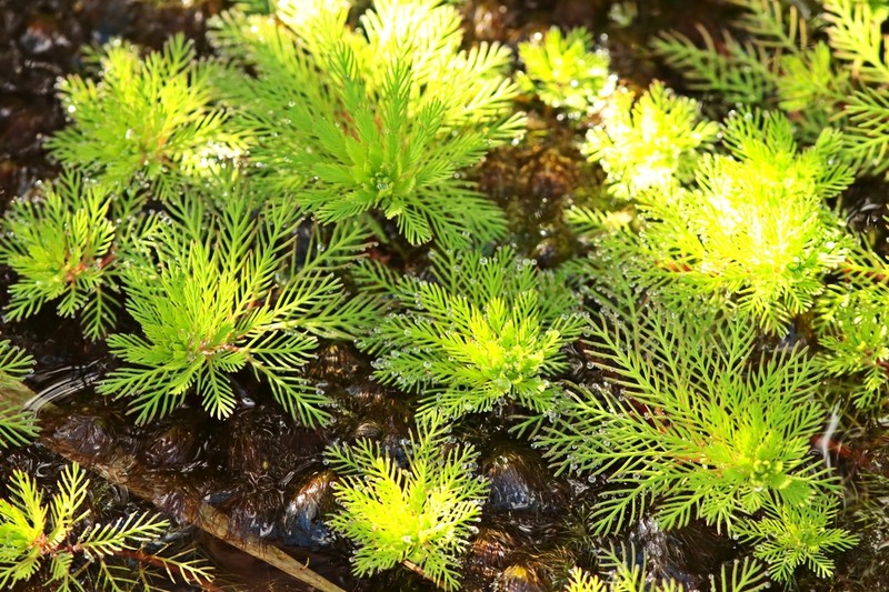 Myriophyllum rubricaule photo 5