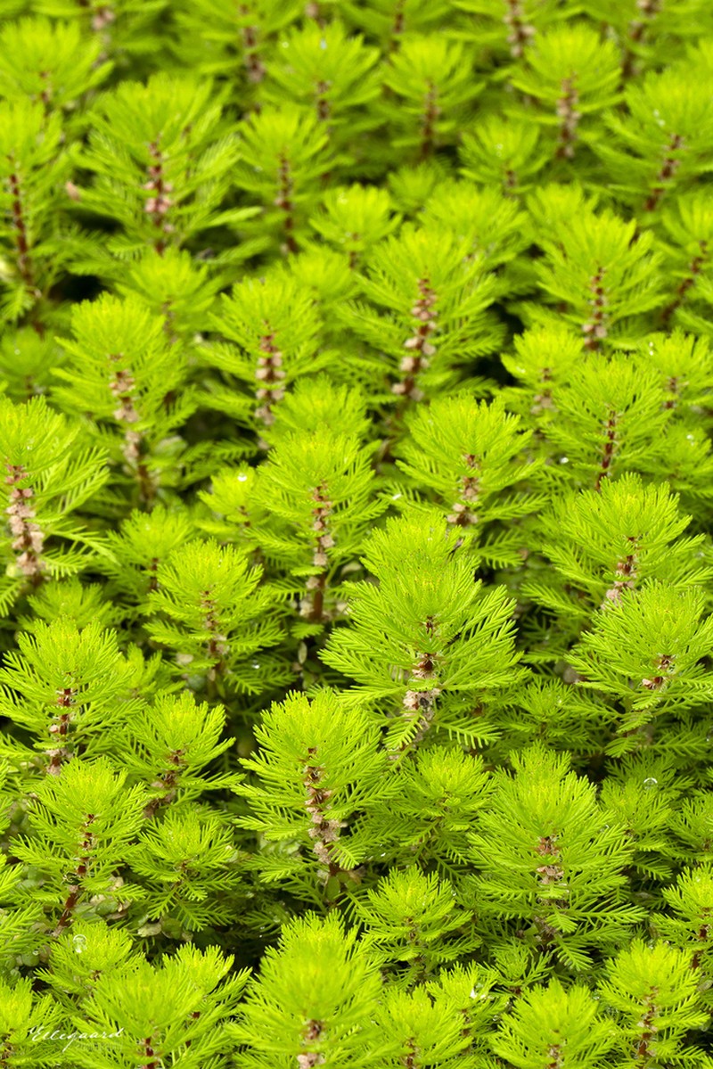 Myriophyllum rubricaule photo 6