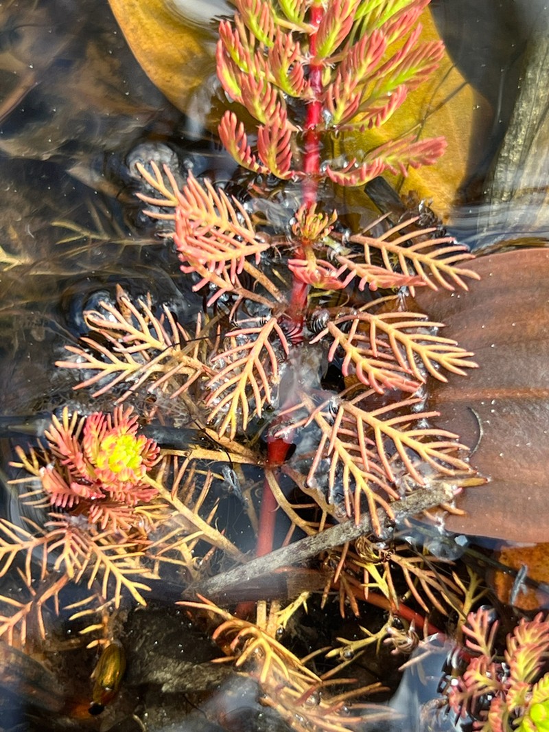 Myriophyllum rubricaule photo 7