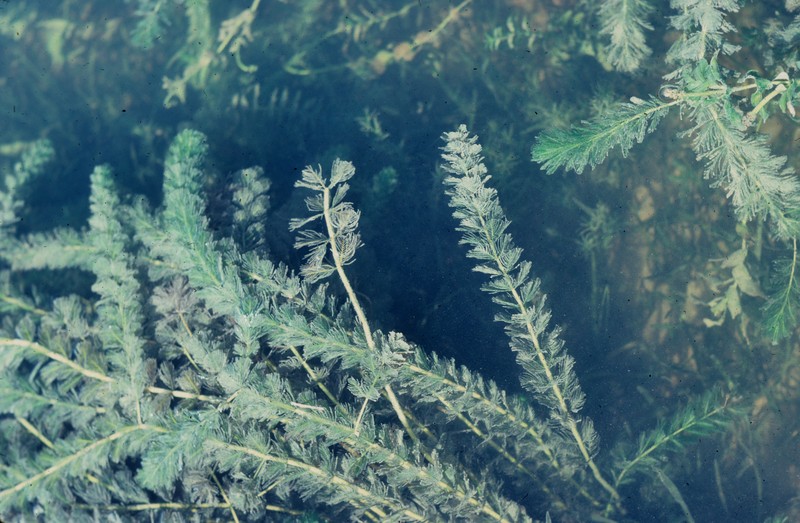 Shortspike Watermilfoil photo 6
