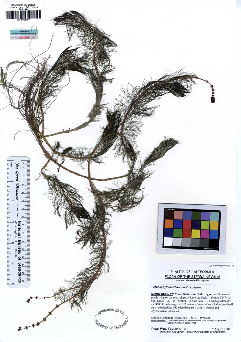 Shortspike Watermilfoil photo 2