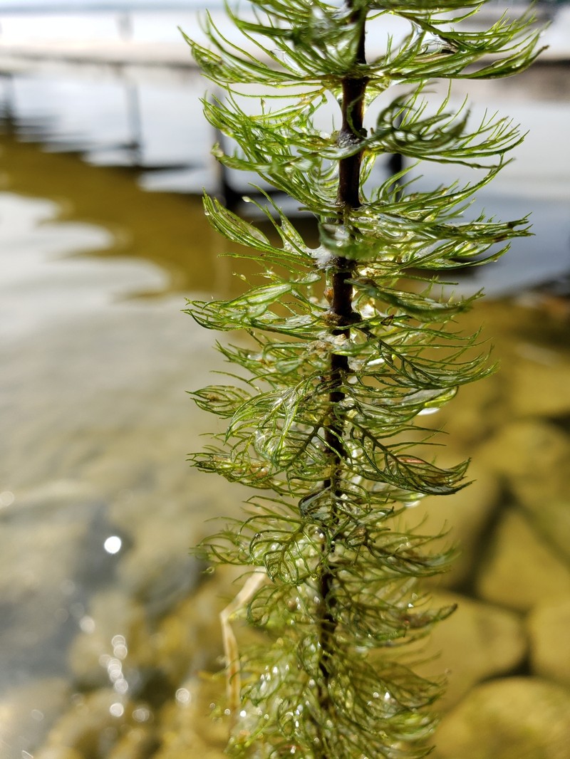 Shortspike Watermilfoil
