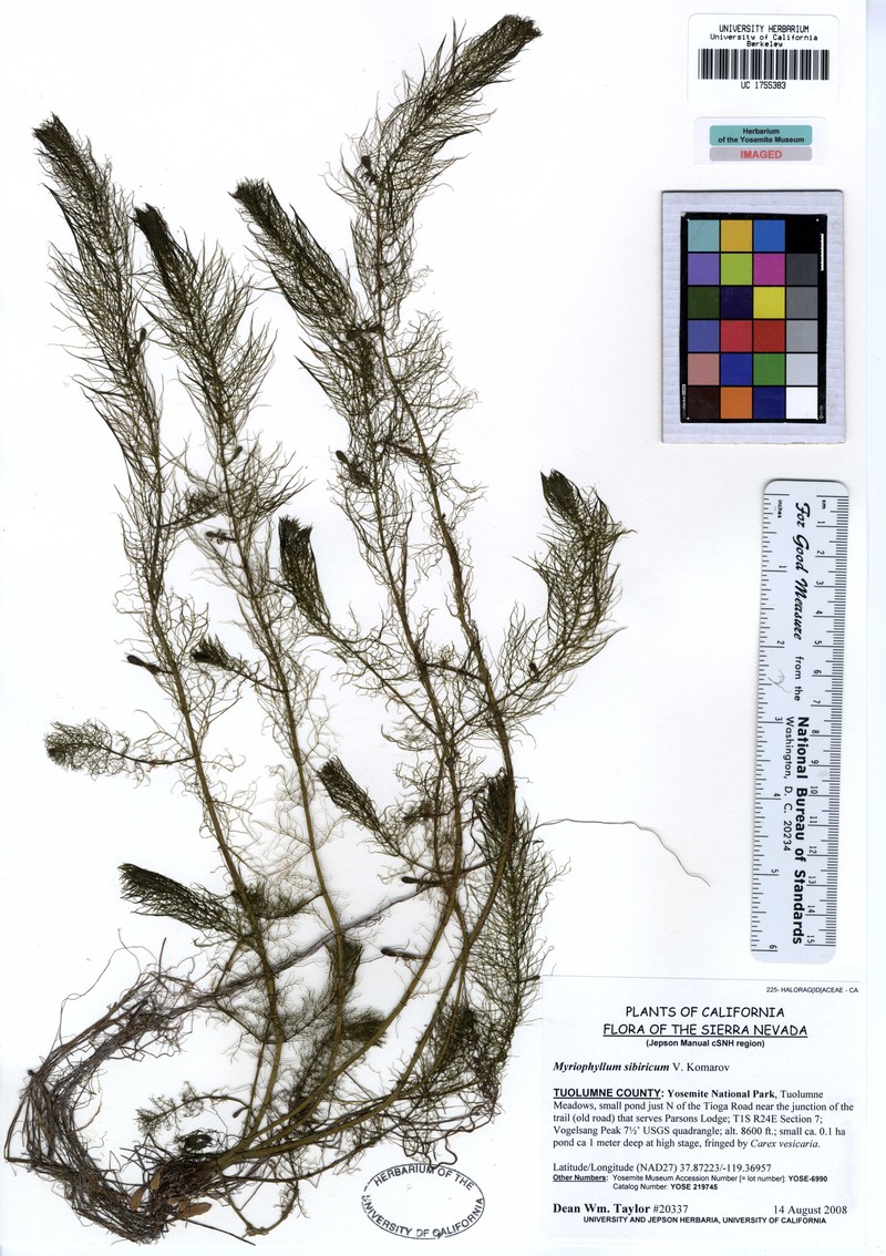 Shortspike Watermilfoil photo 4