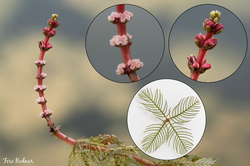 Shortspike Watermilfoil photo 3