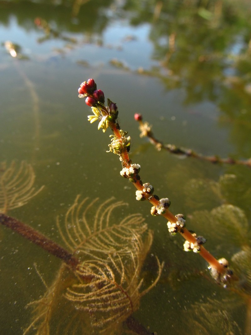 Shortspike Watermilfoil photo 4