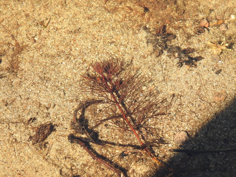 Shortspike Watermilfoil photo 5