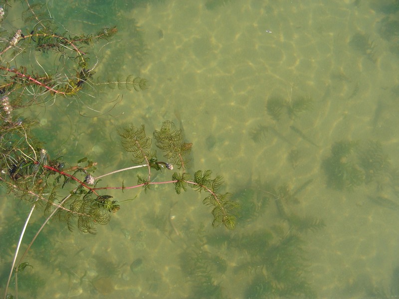 Shortspike Watermilfoil photo 6