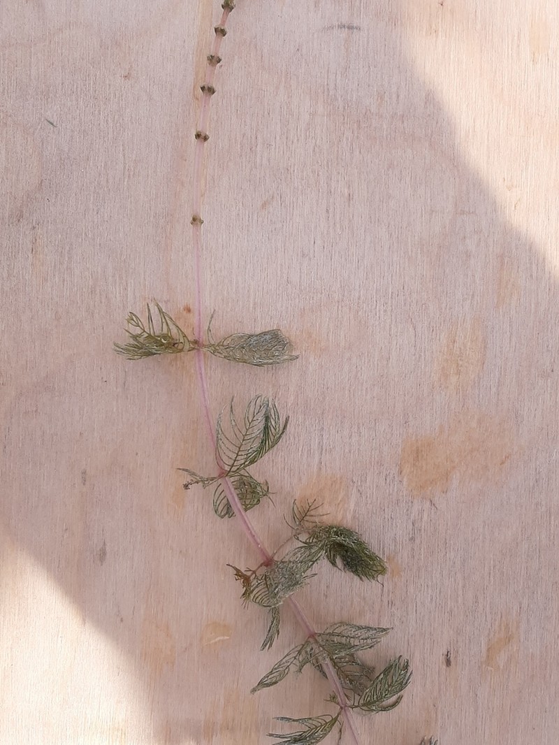 Shortspike Watermilfoil photo 7